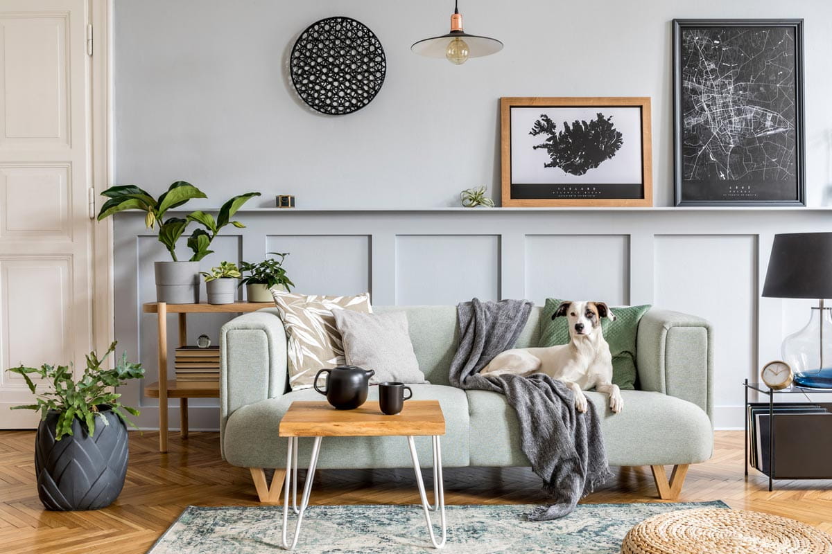 This phorograph shows a living room, with a sofa in the centre. A dog is sitting on the sofa.