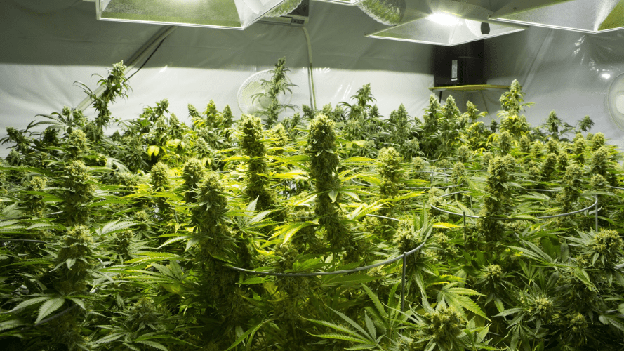 This is a photograph of cannabis plants being grown.