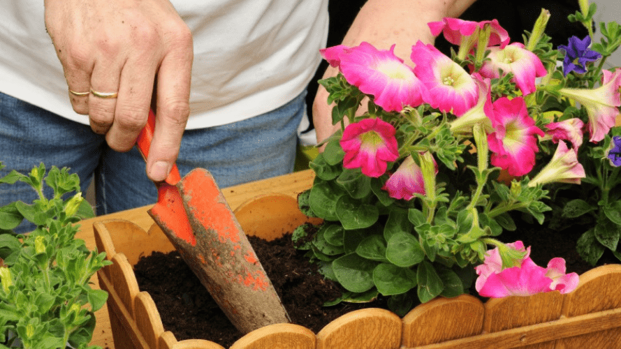 Planting flowers in a pot