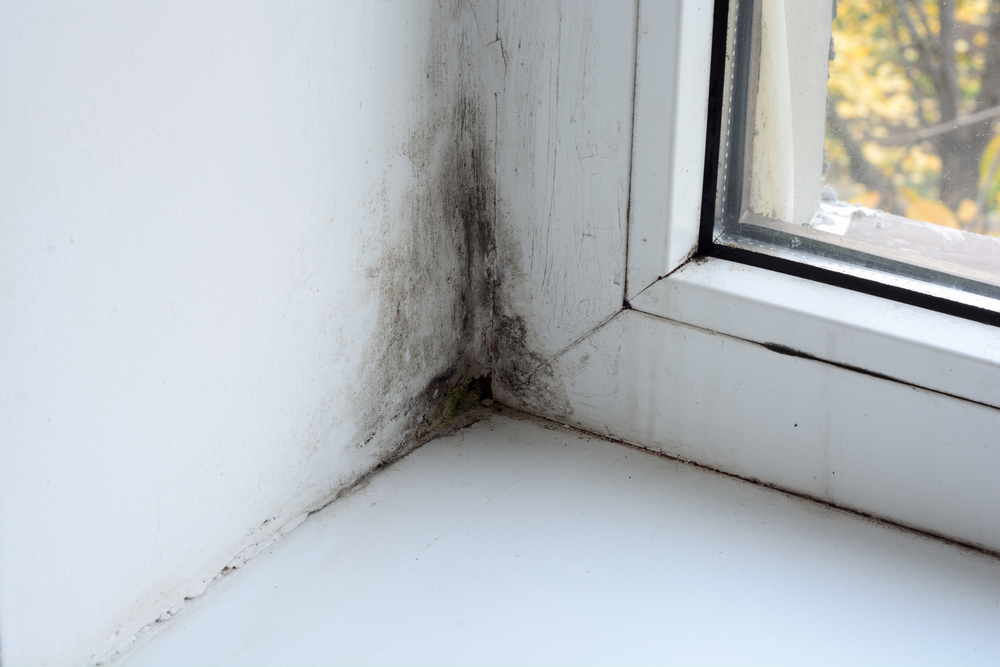 Best practice guide dealing with mould