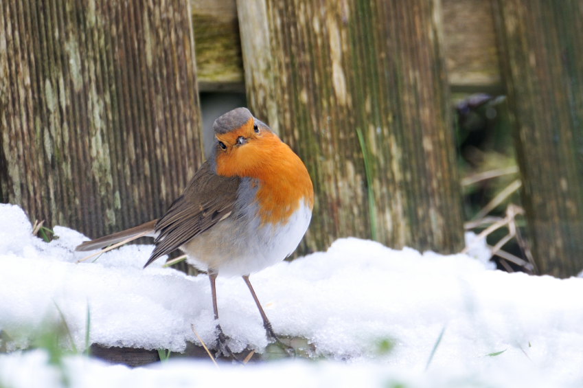Robin