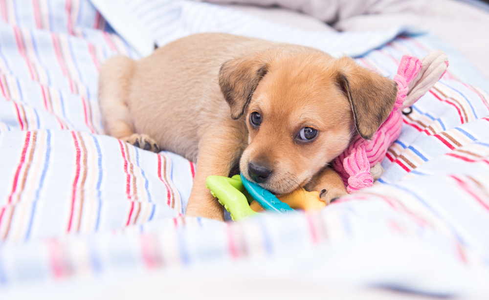 Should landlords let tenants keep pets