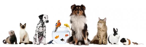 dogs