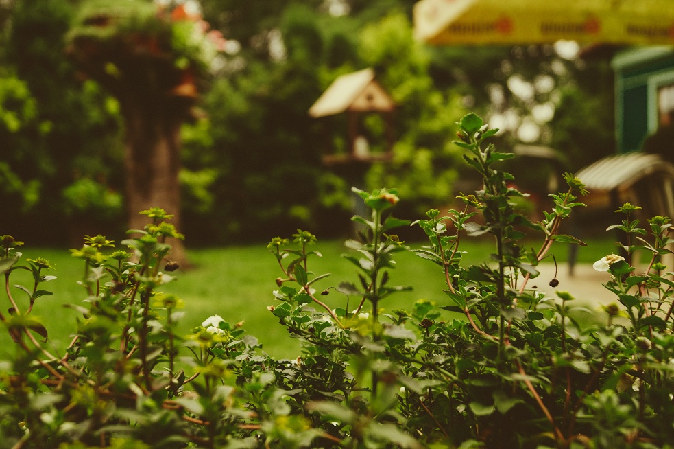 looking for a rented property with a garden