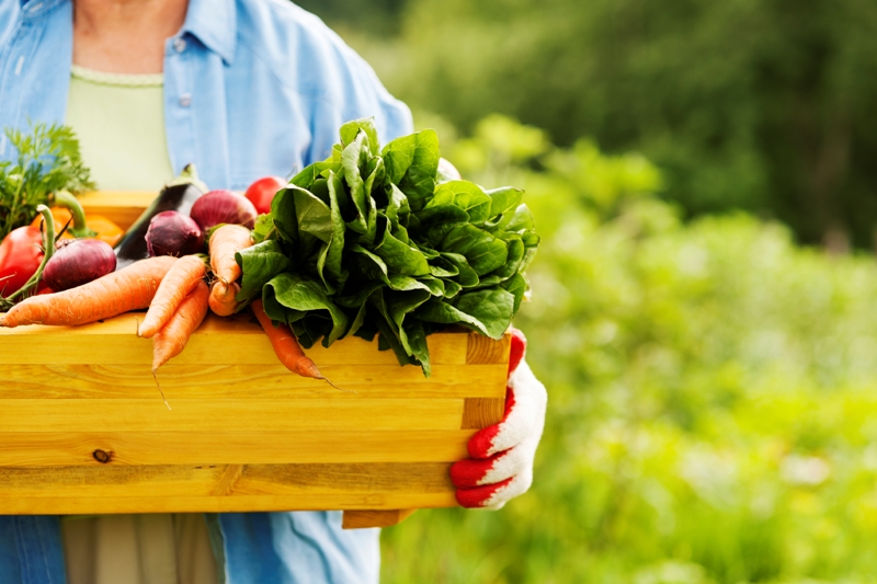 vegetable patch for beginners